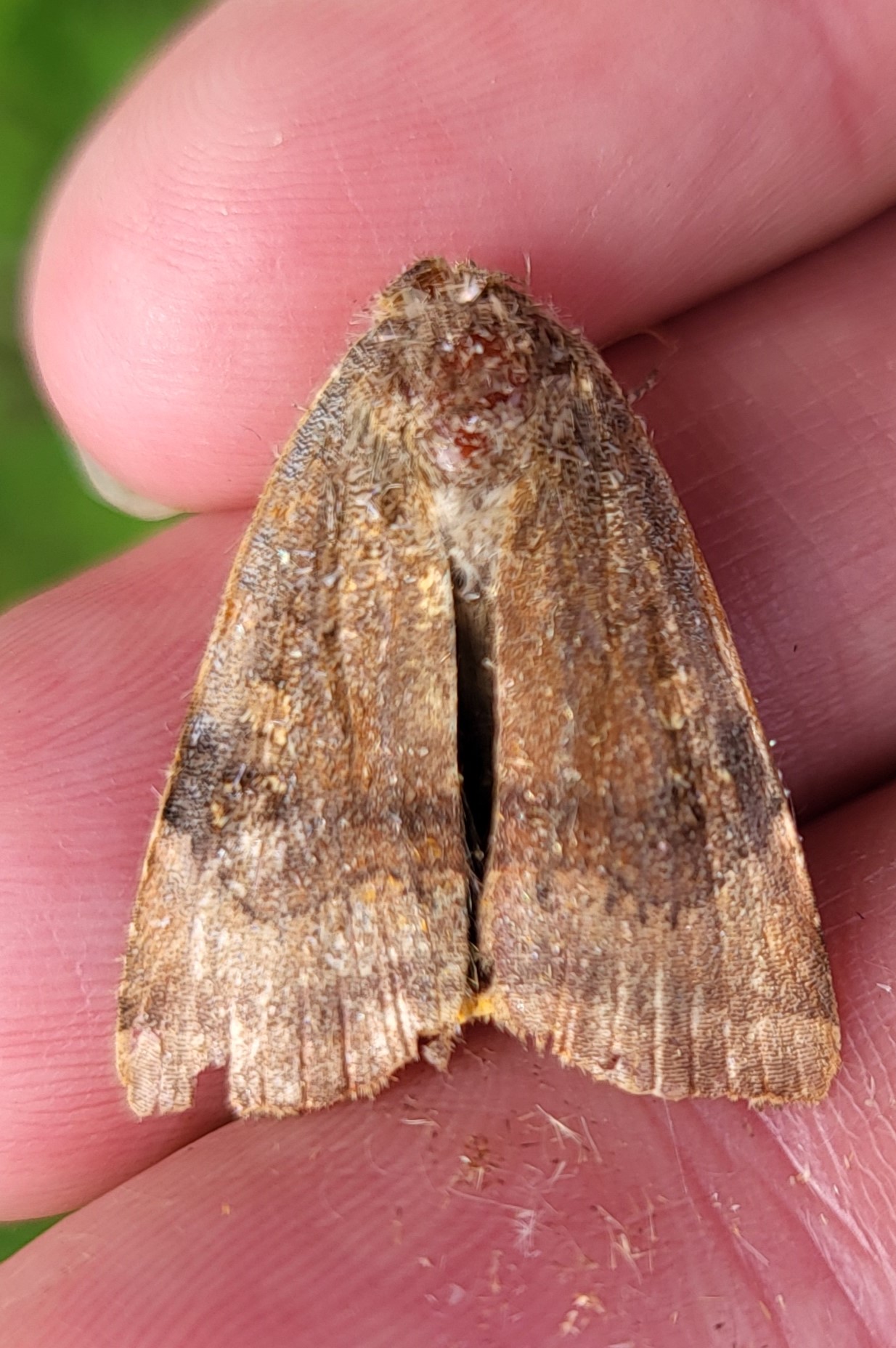 Photo of Lesser Broad-bordered Yellow Underwing (Noctua janthe)